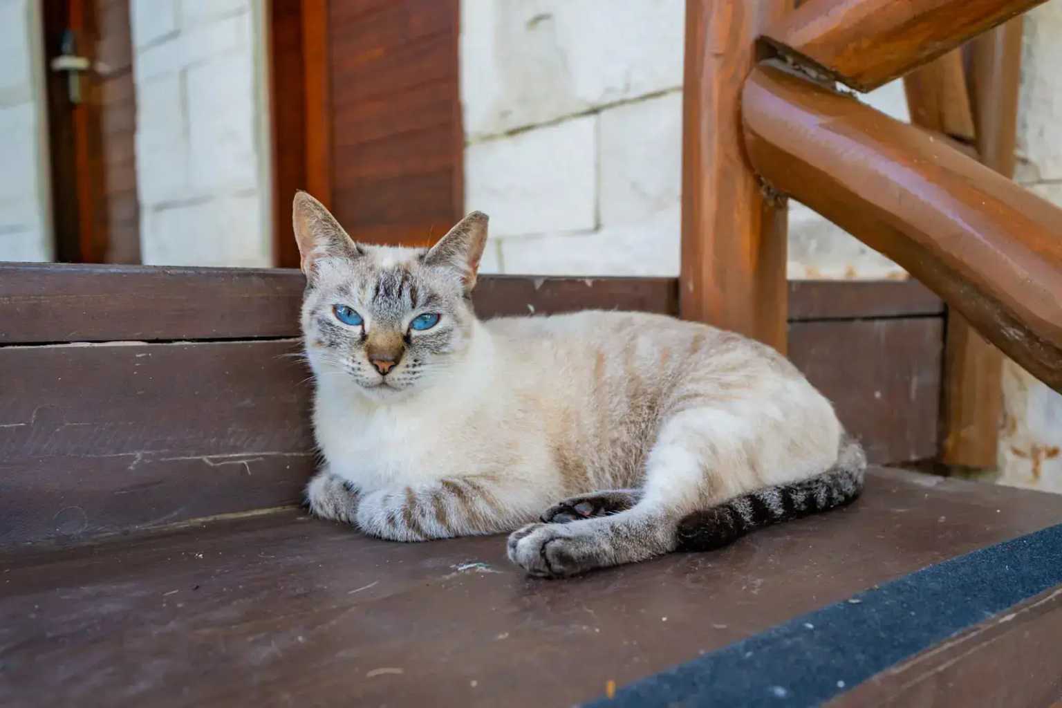 Pet friendly Bacalar